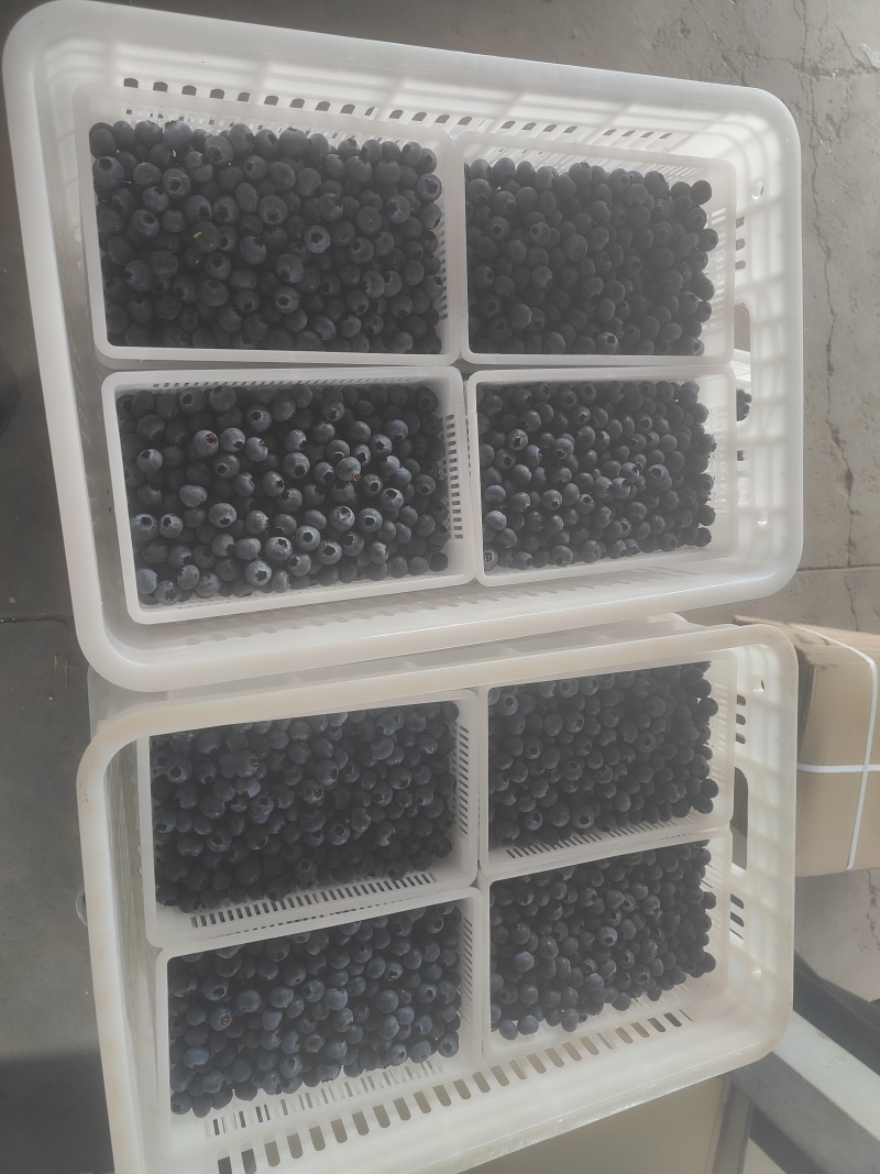 大凉山蓝莓玫瑰香L25蓝莓包装齐全产量充足欢迎各大电商