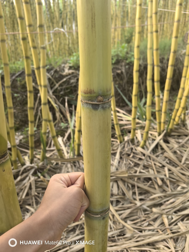 黄皮甘蔗产地直发对接电商市场商超可视频看货