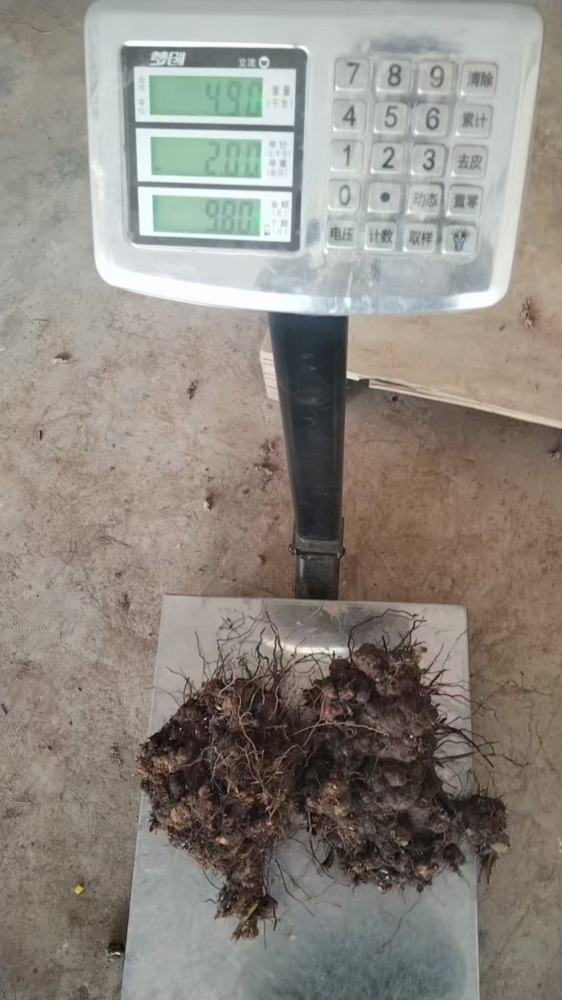 金荞麦（重庆市千亩种植基地）