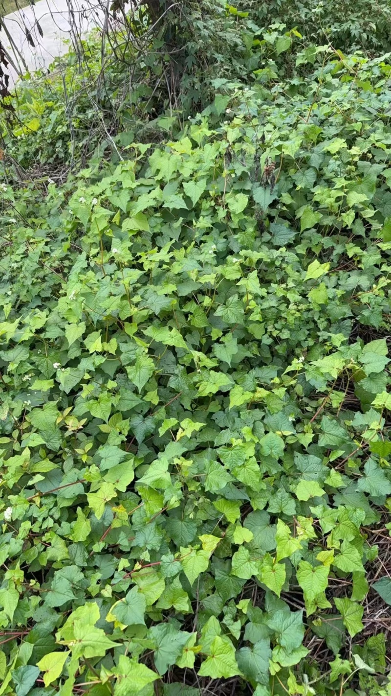 金荞麦（重庆市千亩种植基地）