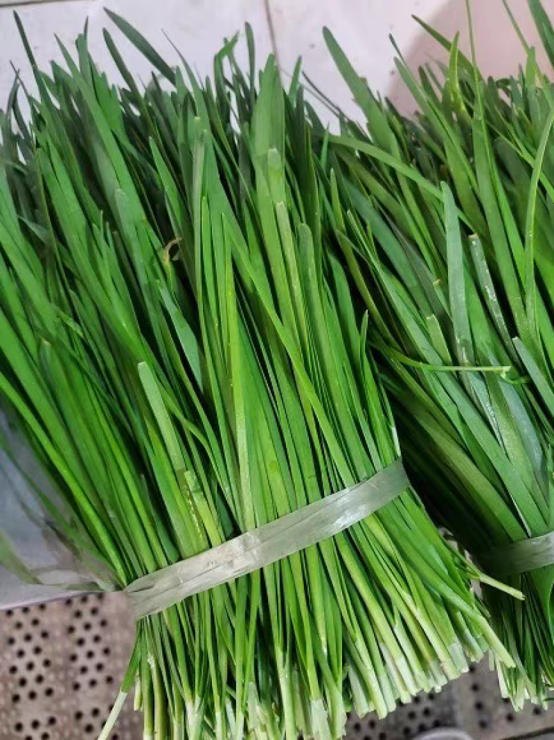 滑县韭菜大量上市物美价廉/产地直发/供应电商市场