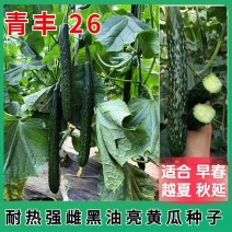 黄瓜苗黑绿油亮强雌全雌黄瓜越夏早春秋延越冬嫁接油亮黄瓜苗