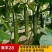 黄瓜苗黑绿油亮强雌全雌黄瓜越夏早春秋延越冬嫁接油亮黄瓜苗