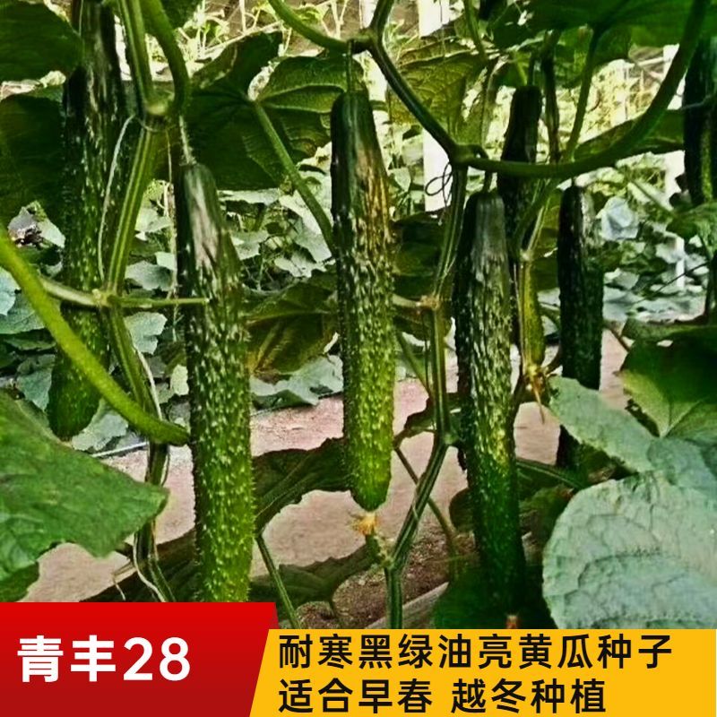 黄瓜苗黑绿油亮强雌全雌黄瓜越夏早春秋延越冬嫁接油亮黄瓜苗
