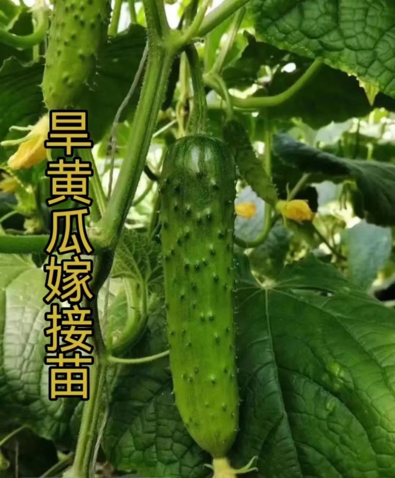 黄瓜苗黑绿油亮强雌全雌黄瓜越夏早春秋延越冬嫁接油亮黄瓜苗
