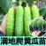 黄瓜苗黑绿油亮强雌全雌黄瓜越夏早春秋延越冬嫁接油亮黄瓜苗