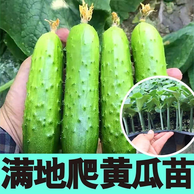 黄瓜苗黑绿油亮强雌全雌黄瓜越夏早春秋延越冬嫁接油亮黄瓜苗