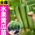 黄瓜苗黑绿油亮强雌全雌黄瓜越夏早春秋延越冬嫁接油亮黄瓜苗