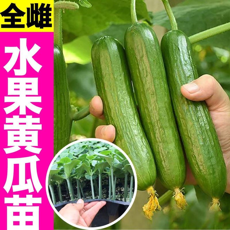 黄瓜苗黑绿油亮强雌全雌黄瓜越夏早春秋延越冬嫁接油亮黄瓜苗