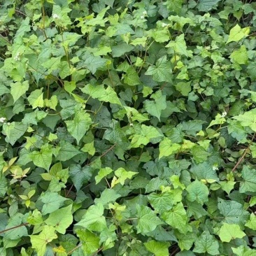 金荞麦（重庆市千亩种植基地）