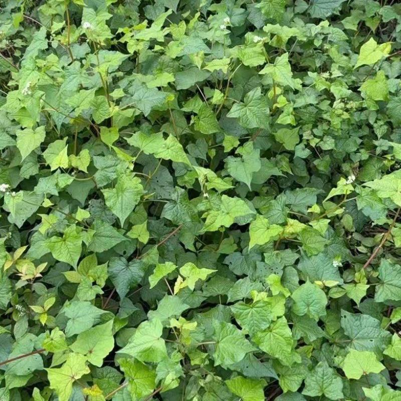 金荞麦（重庆市千亩种植基地）