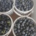 四川蓝莓产地直发L25（玫瑰香）量大从优一件代发
