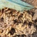 瑶山香辣大黄姜、老姜，产地一手货源量大优惠，对接全国客户