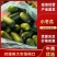 优质精品小冬瓜大量上市，全国发货，量大从优，欢迎致电