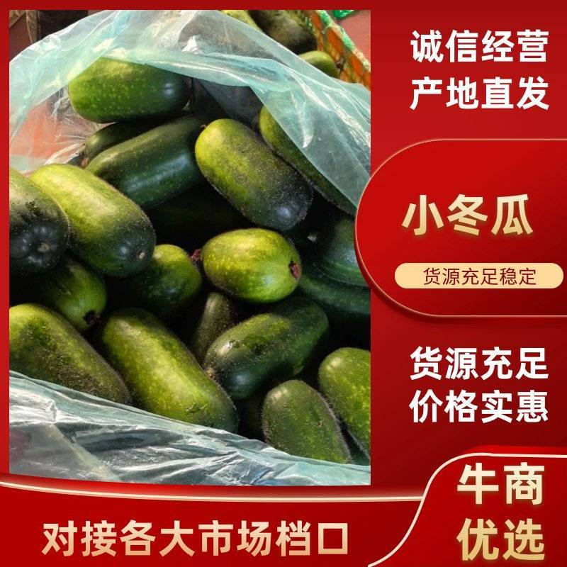 优质精品小冬瓜大量上市，全国发货，量大从优，欢迎致电