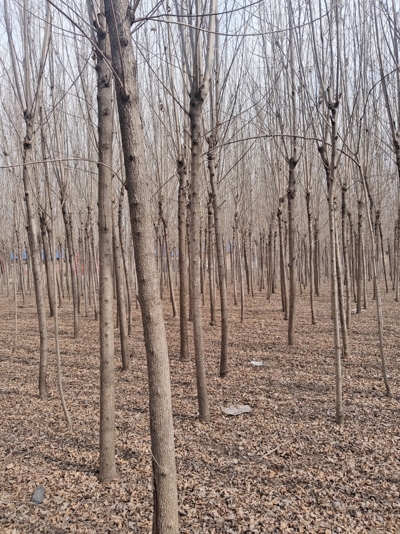 速生白蜡树苗五年生价格便宜自家种植便宜处理了要的老板随时联系