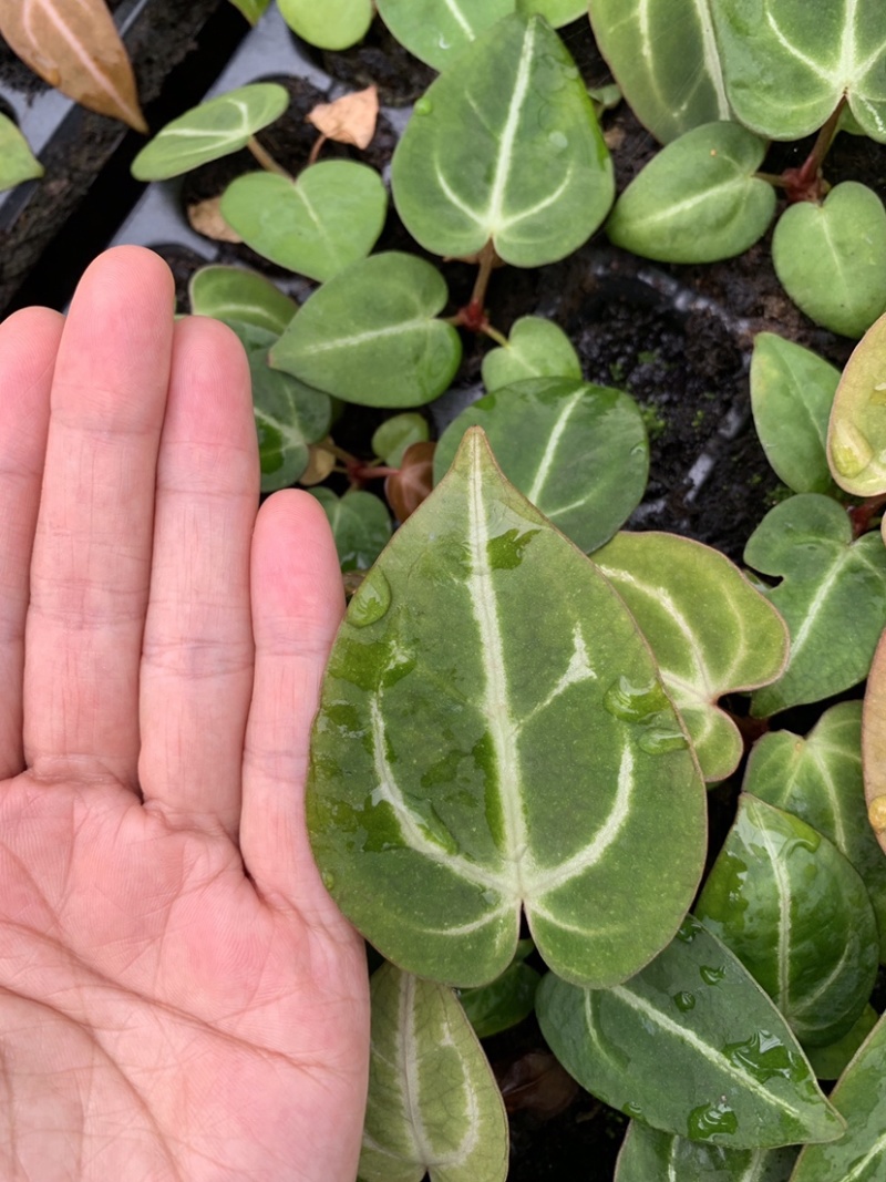 水晶花烛种苗黑丝绒观赏绿植苗圃直发量大从优