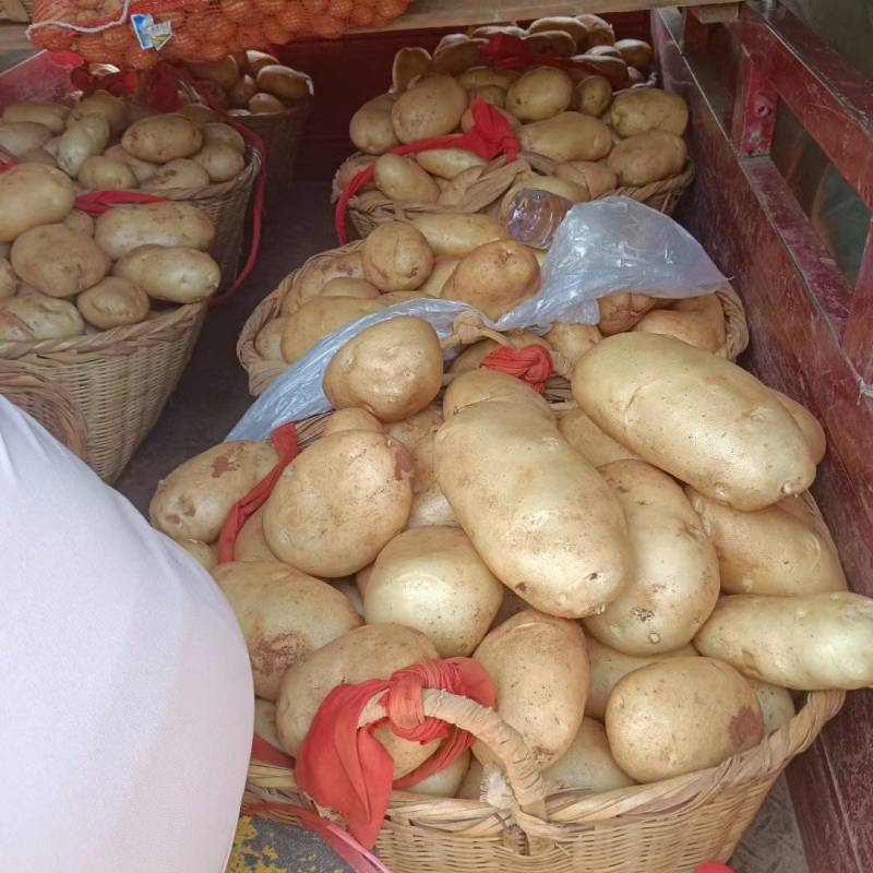 云南精品土豆丽薯6号基地直供量大从优供全国商超