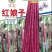 红豇豆种子红娘子新育成特色紫红色长豇豆品种品质好