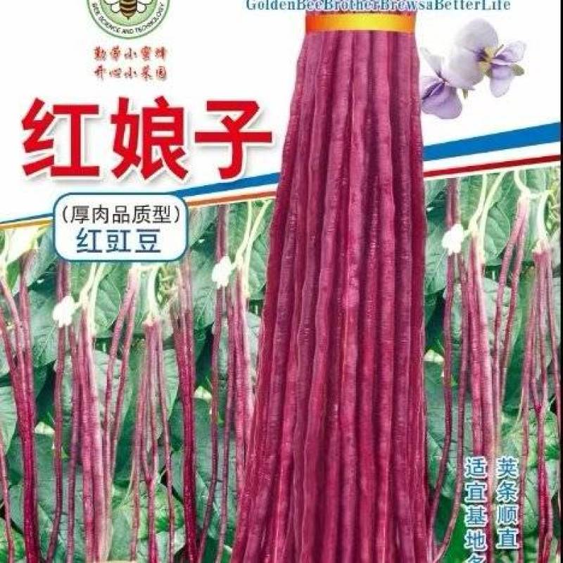 红豇豆种子红娘子新育成特色紫红色长豇豆品种品质好