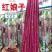 红豇豆种子红娘子新育成特色紫红色长豇豆品种品质好