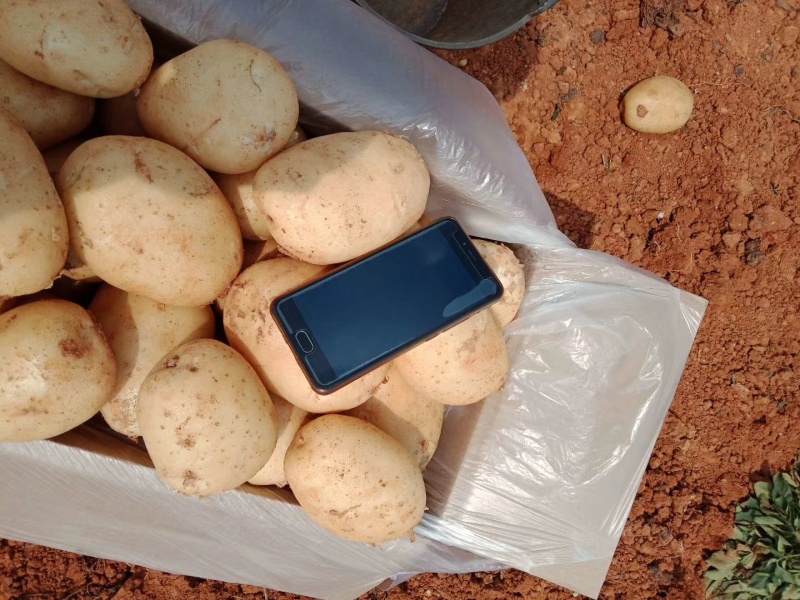 云南精品土豆丽薯6号基地直供量大从优供全国商超