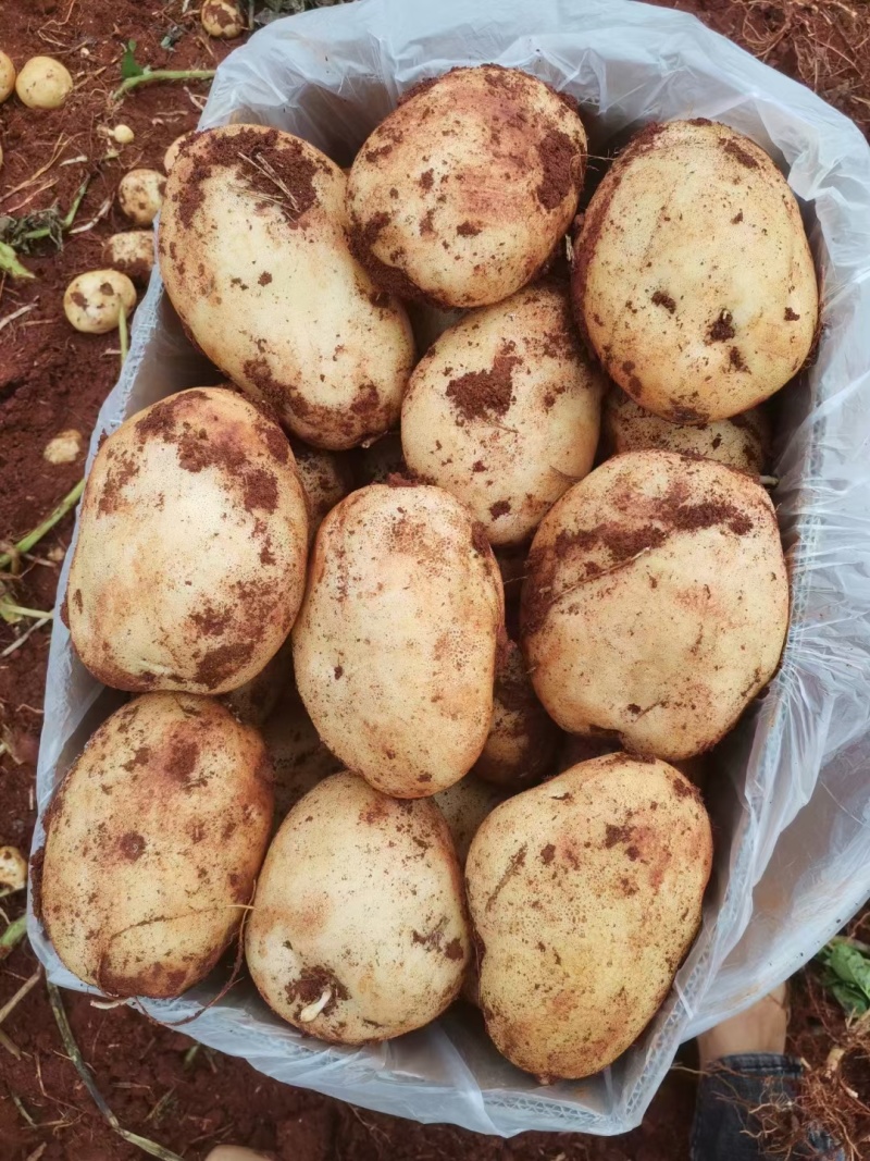 云南精品土豆丽薯6号基地直供量大从优供全国商超