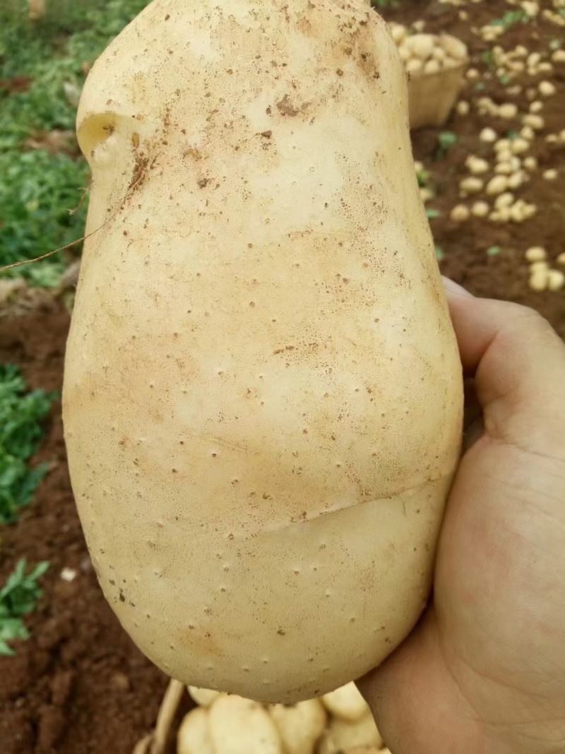 云南精品土豆丽薯6号基地直供量大从优供全国商超