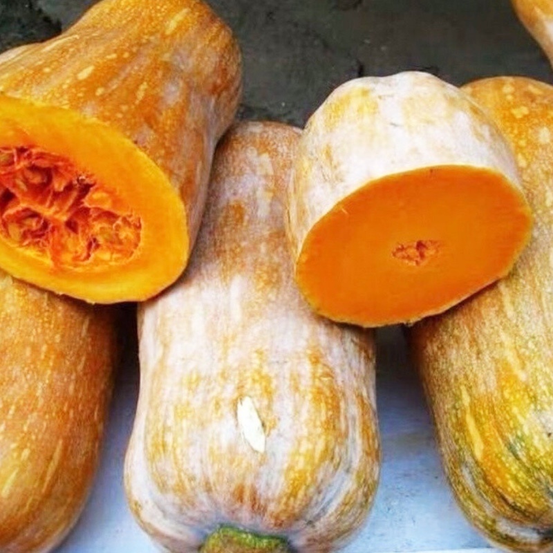 密本南瓜-南瓜种子软糯香甜种植简单味甜品质优