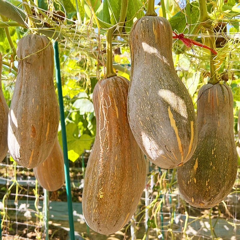 密本南瓜-南瓜种子软糯香甜种植简单味甜品质优