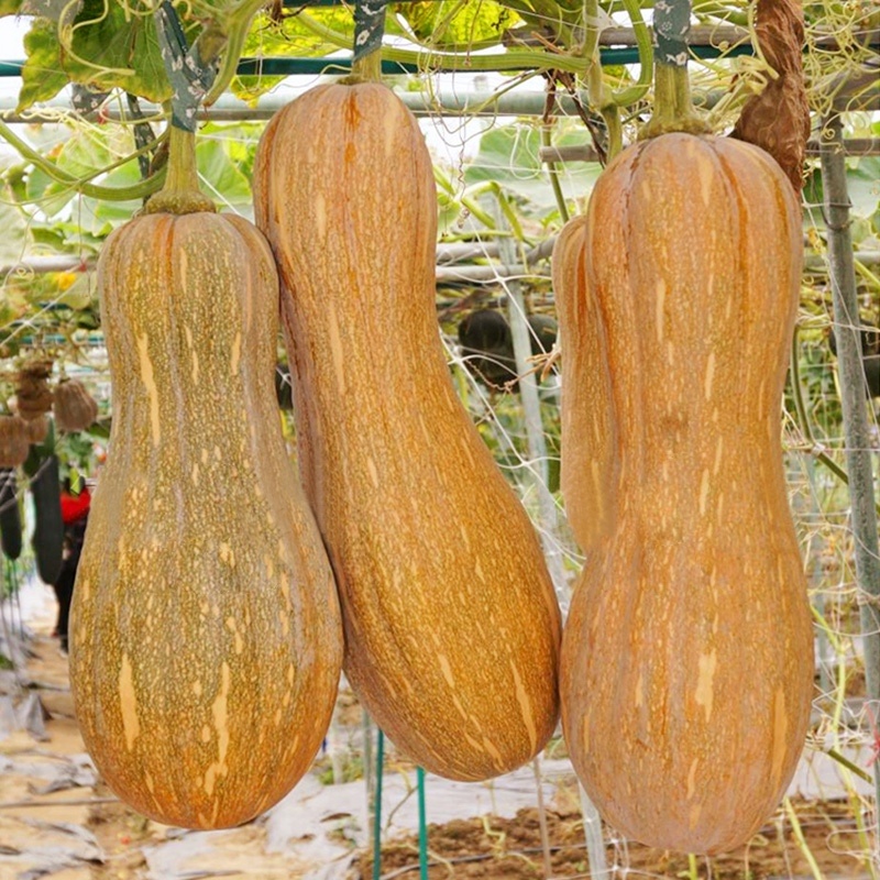 密本南瓜-南瓜种子软糯香甜种植简单味甜品质优