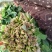 产地直采菠菜，新鲜批发价超给力菠菜批发，源头