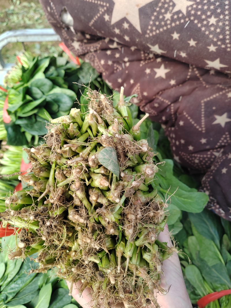 产地直采菠菜，新鲜批发价超给力菠菜批发，源头