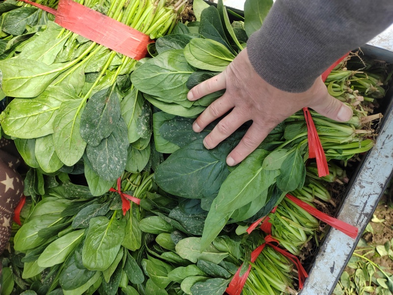 产地直采菠菜，新鲜批发价超给力菠菜批发，源头