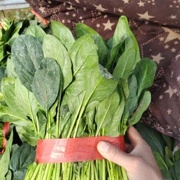 产地直采菠菜，新鲜批发价超给力菠菜批发，源头