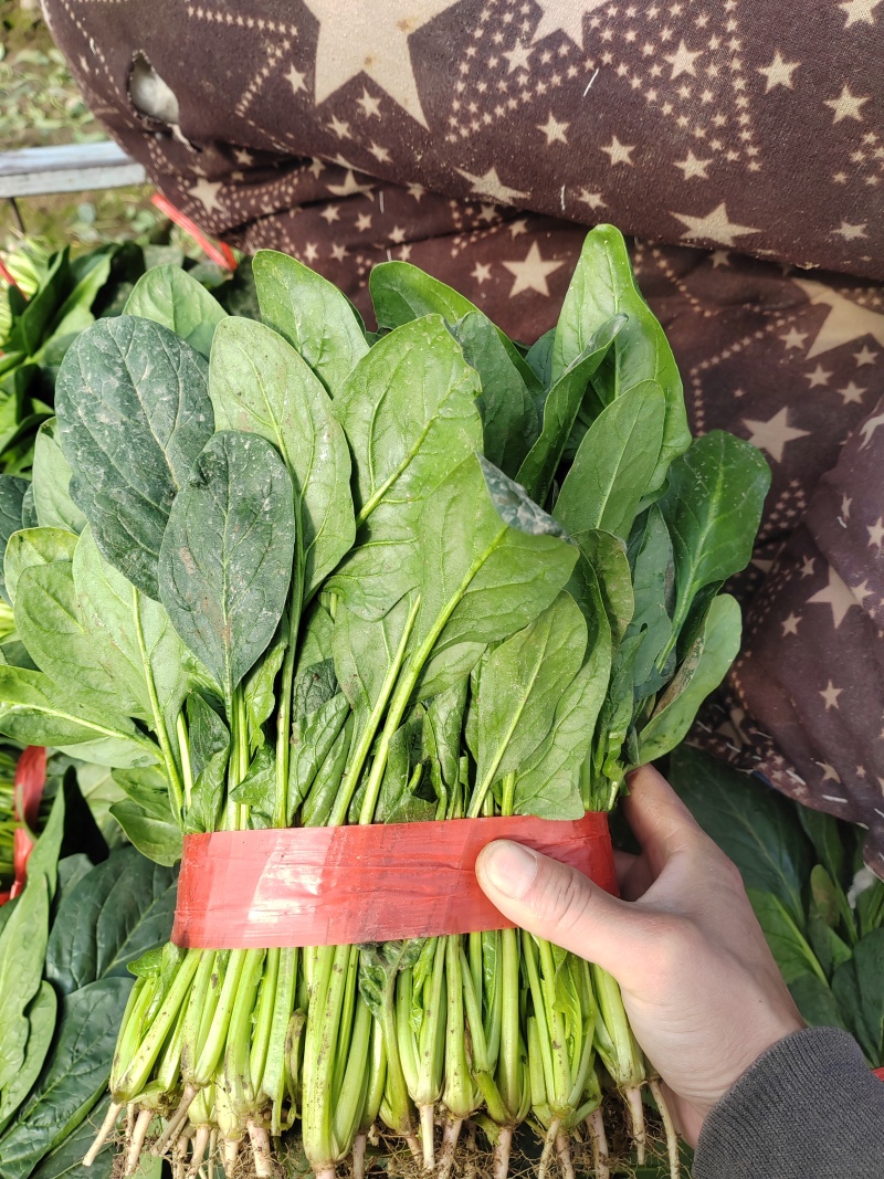 产地直采菠菜，新鲜批发价超给力菠菜批发，源头