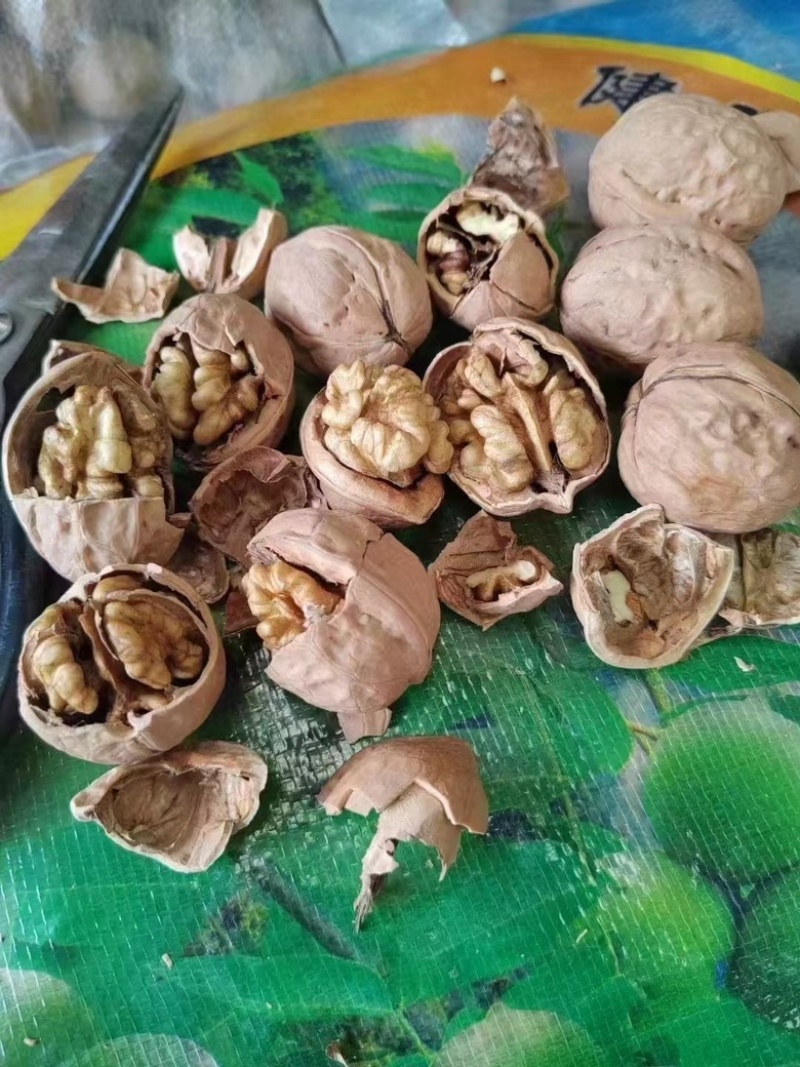 云南麻子核桃新疆核桃