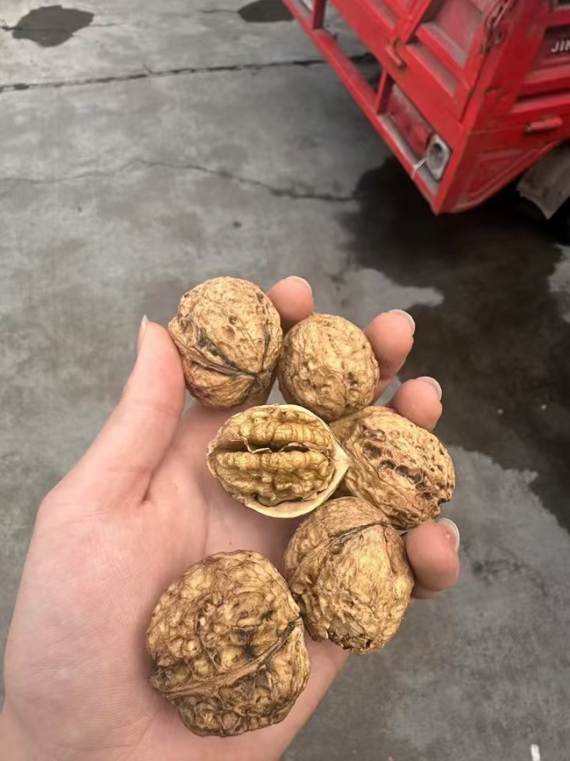 云南麻子核桃新疆核桃