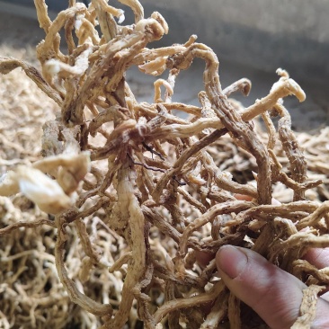 玉竹【中药玉竹】欢迎来电咨询，对接各大电商平台一件代发