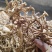 玉竹【中药玉竹】欢迎来电咨询，对接各大电商平台一件代发