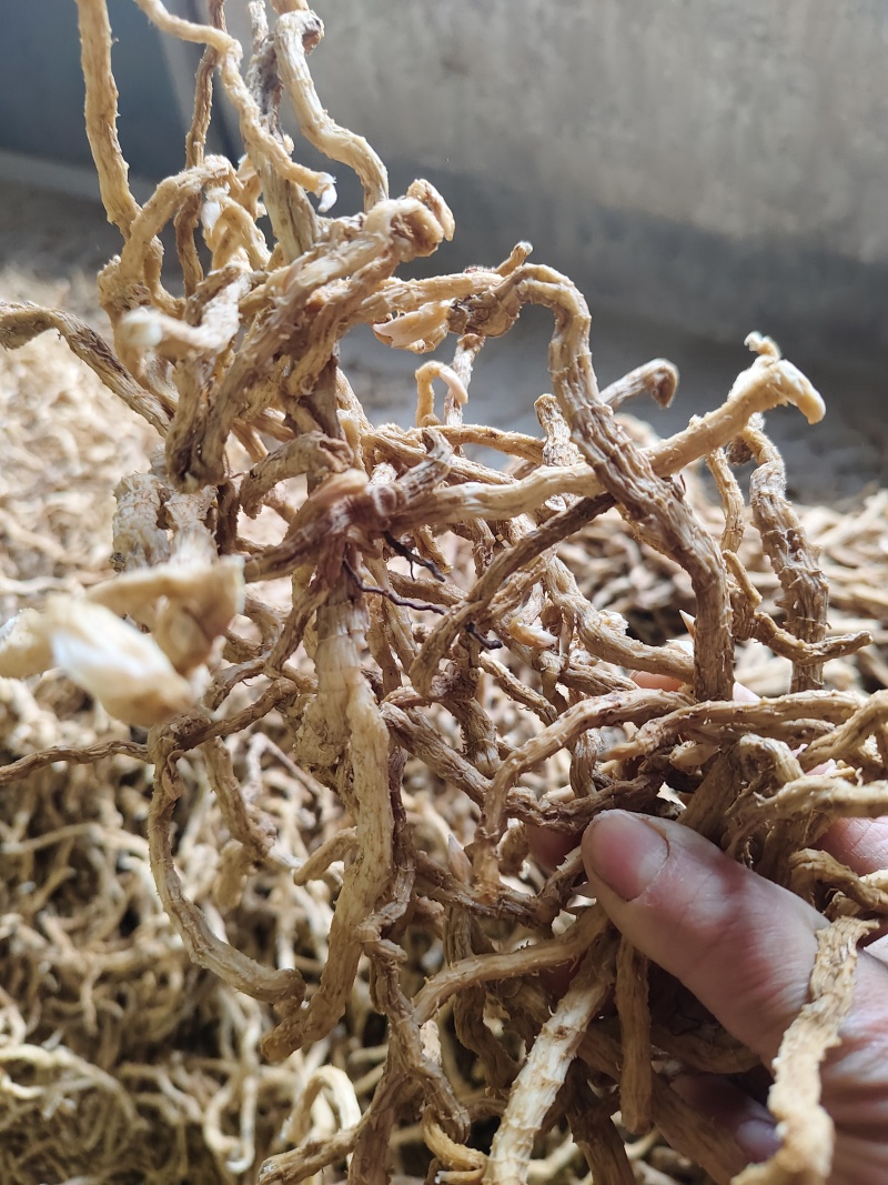 玉竹【中药玉竹】欢迎来电咨询，对接各大电商平台一件代发