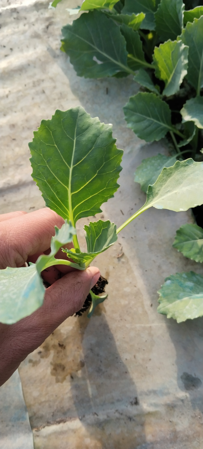 甘蓝菜已经开始大量上市中，需要的朋友请联系