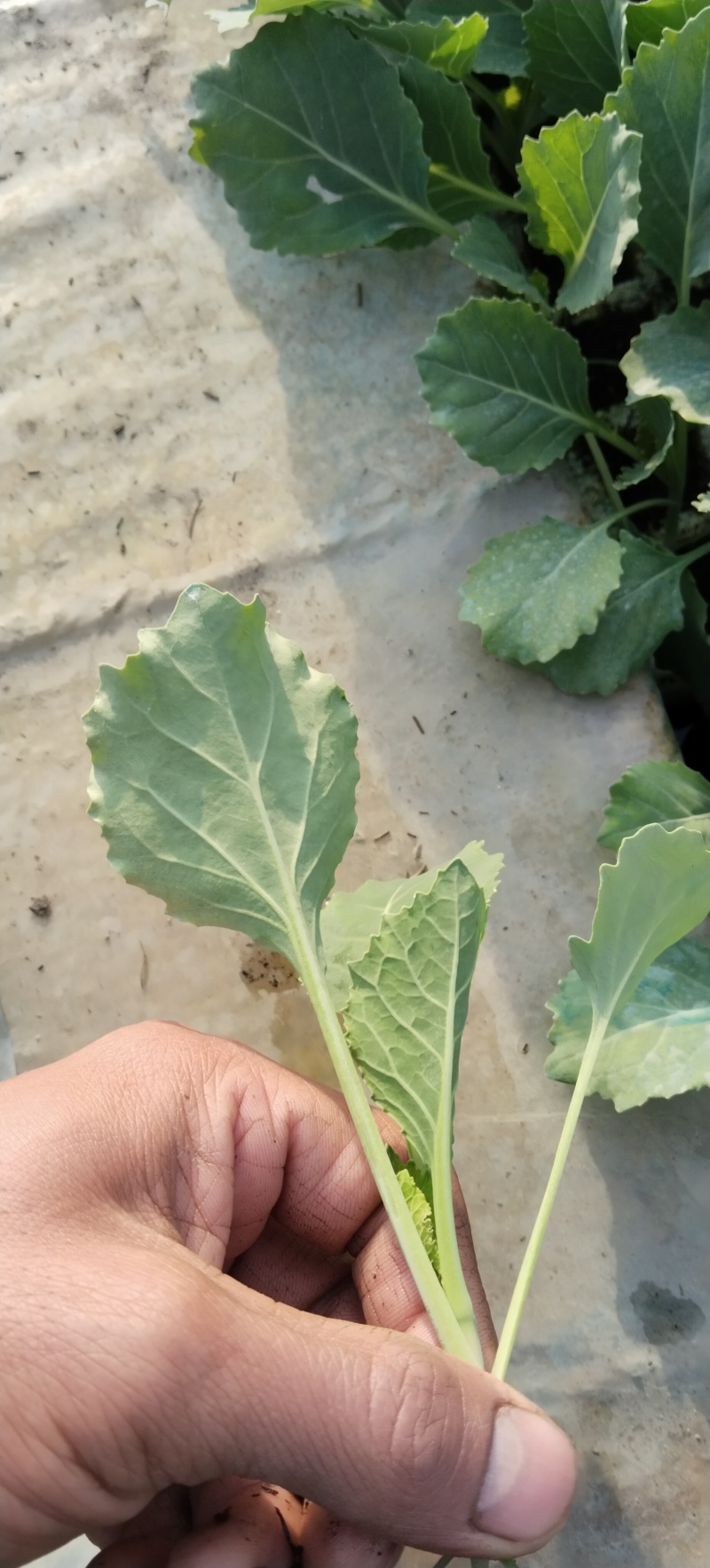 甘蓝菜已经开始大量上市中，需要的朋友请联系