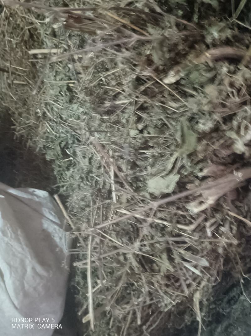 豨莶草