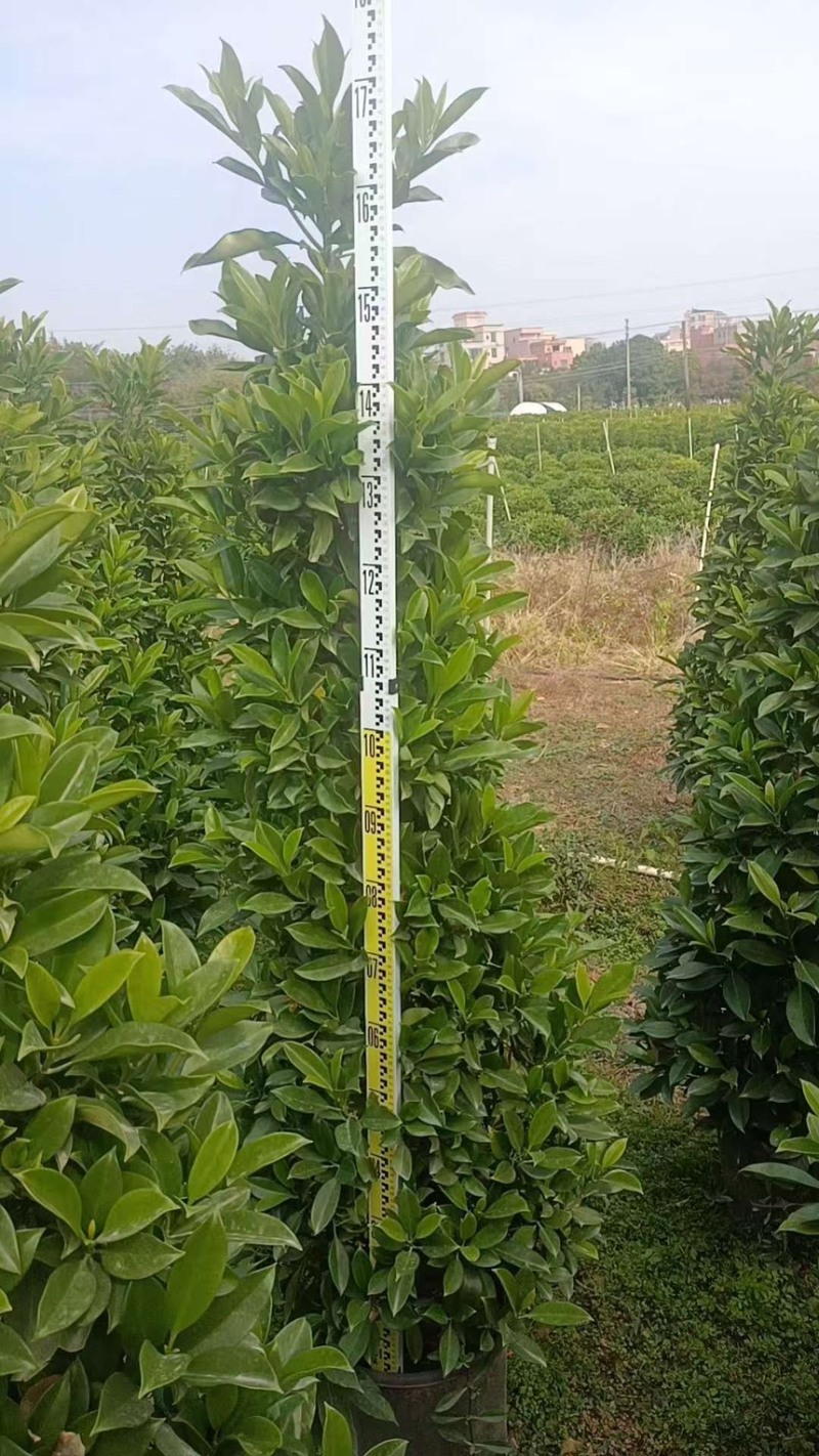 非洲茉莉，大量出售工程货