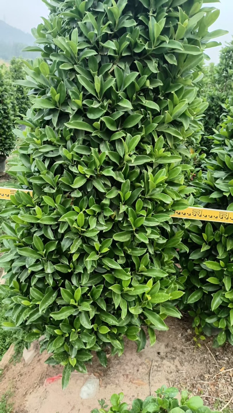 非洲茉莉，大量出售工程货