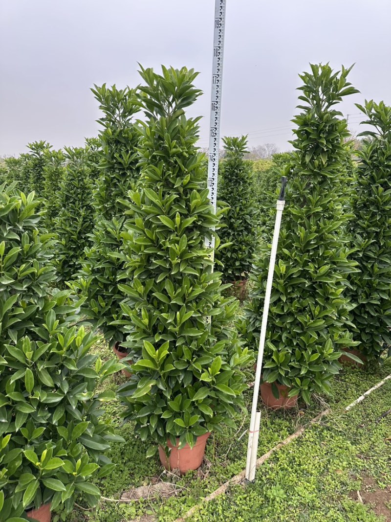 非洲茉莉，大量出售工程货