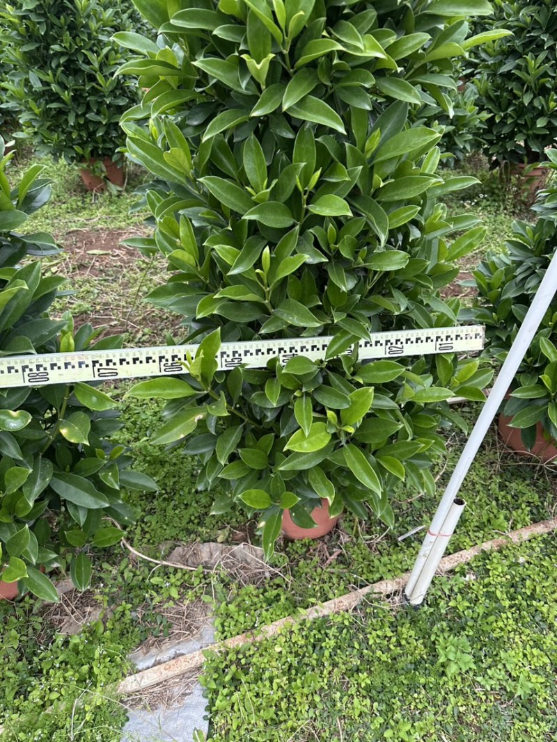 非洲茉莉，大量出售工程货