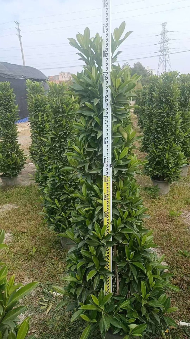 非洲茉莉，大量出售工程货