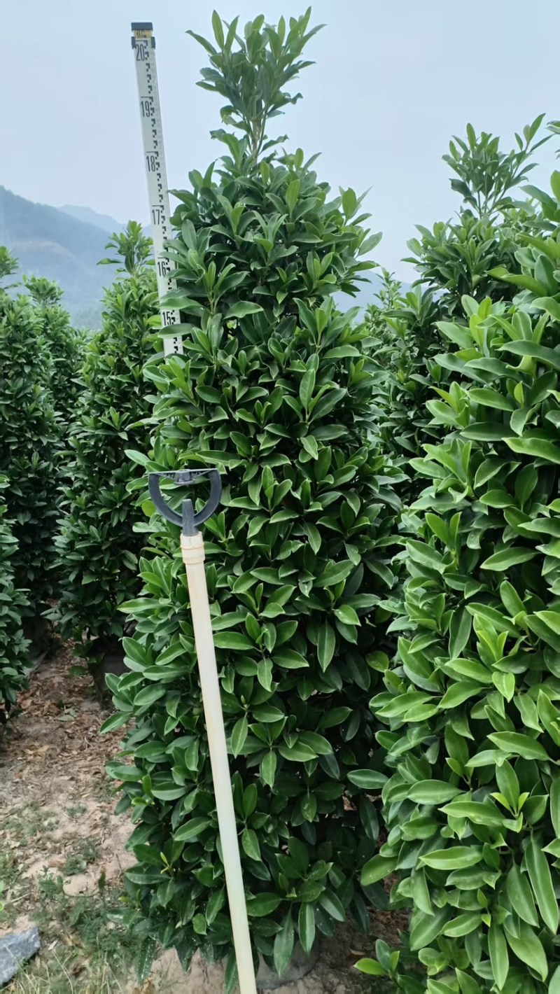 非洲茉莉，大量出售工程货